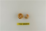 藏品(珠粒真寄居蟹)的圖片